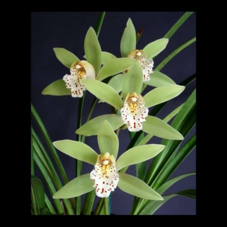 Cymbidium Herbie Poole