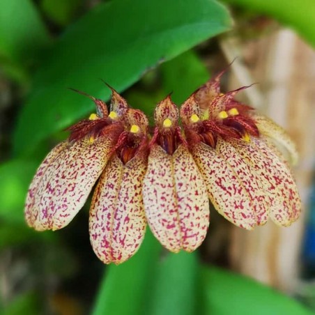 Bulbophyllum trigonopus