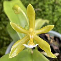 Phalaenopsis mannii f. flava