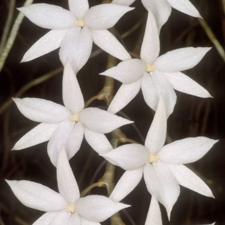 Aerangis modesta