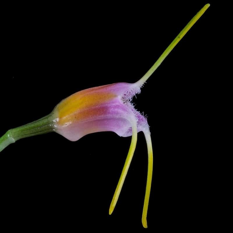 Masdevallia paivaeana