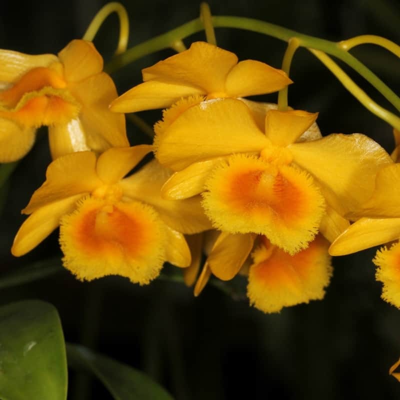 Dendrobium chrysotoxum