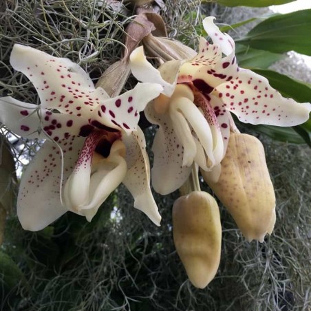 Stanhopea martiana