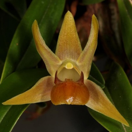 Dendrobium nakaharae