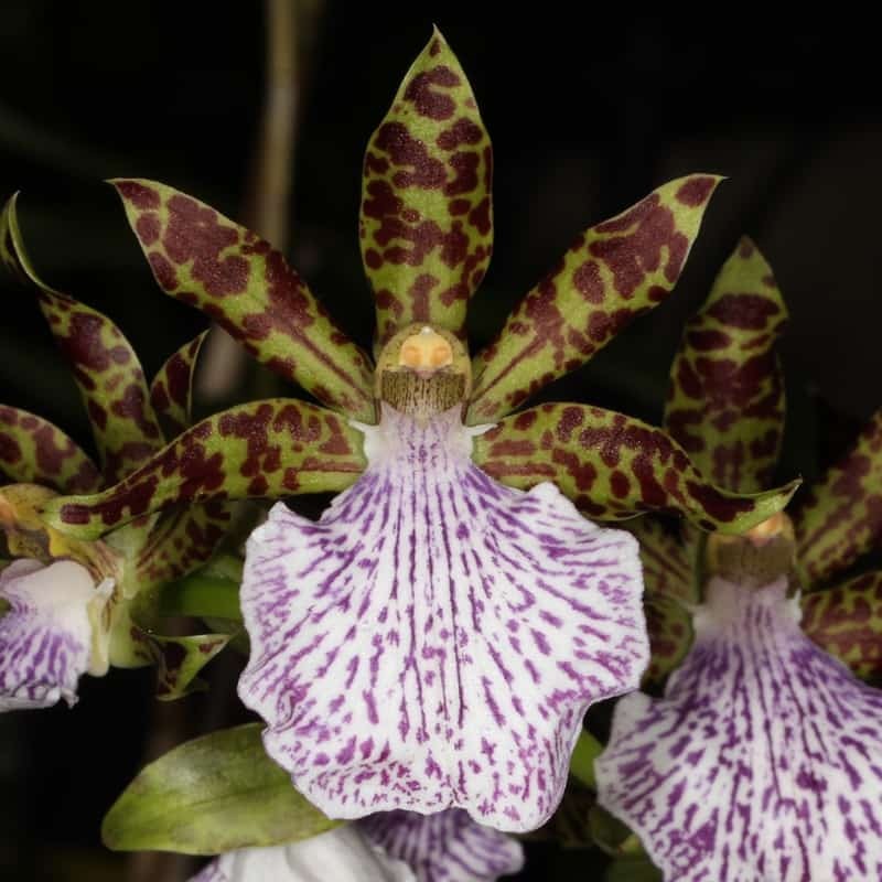 Zygopetalum maculatum