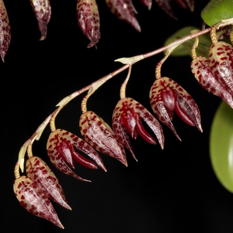 Pleurothallis restrepioides 'Dragonstone'