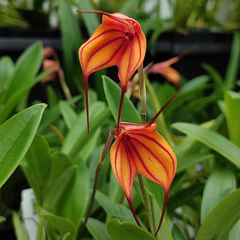 Masdevallia Partizan 'Volcanic Stripes'