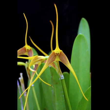 Masdevallia cinnamomea