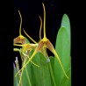 Masdevallia cinnamomea