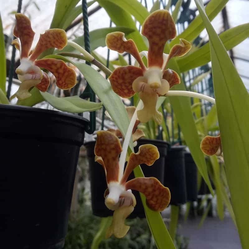 Vanda brunnea