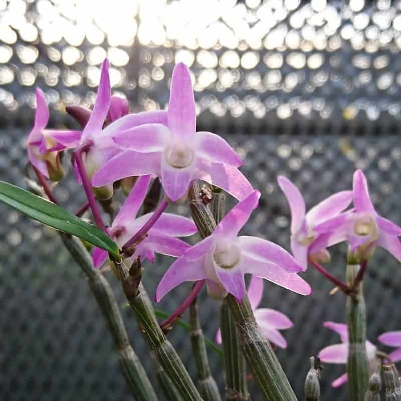 Dendrobium moniliforme 'Raizan'