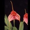 Masdevallia Striped Wing 'Beenak' HCC/OSCOV