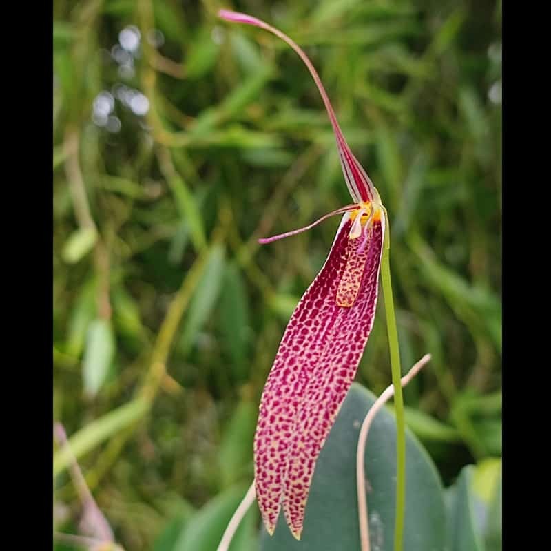 Restrepia schizosepala [AO-04559]