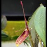 Restrepia contorta [AO-03974]