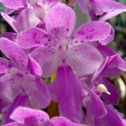 Aerides rosea