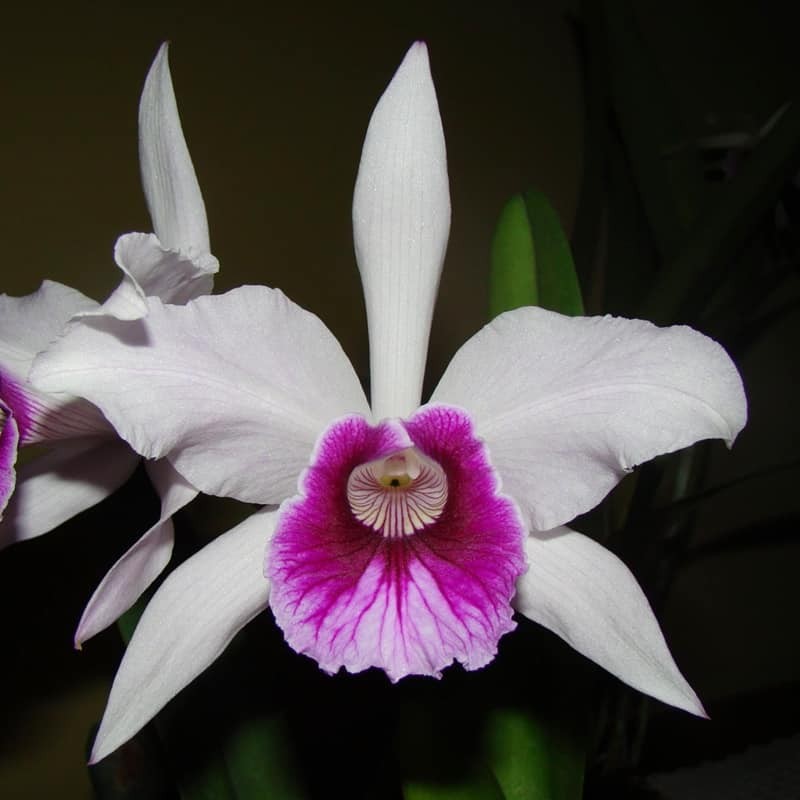 Cattleya purpurata