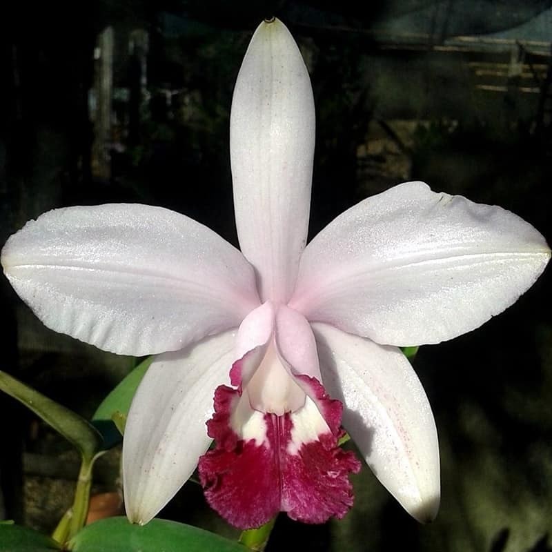 Cattleya intermedia 'vinicolor'