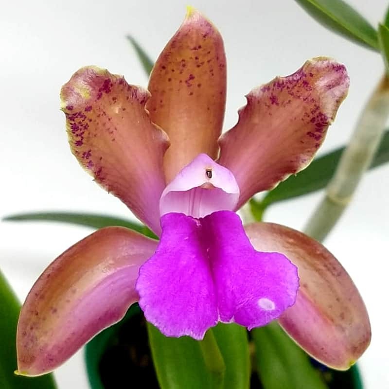 Cattleya bicolor