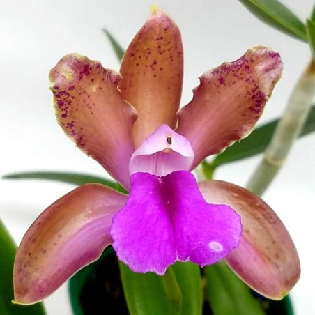 Cattleya bicolor