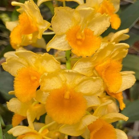 Dendrobium densiflorum