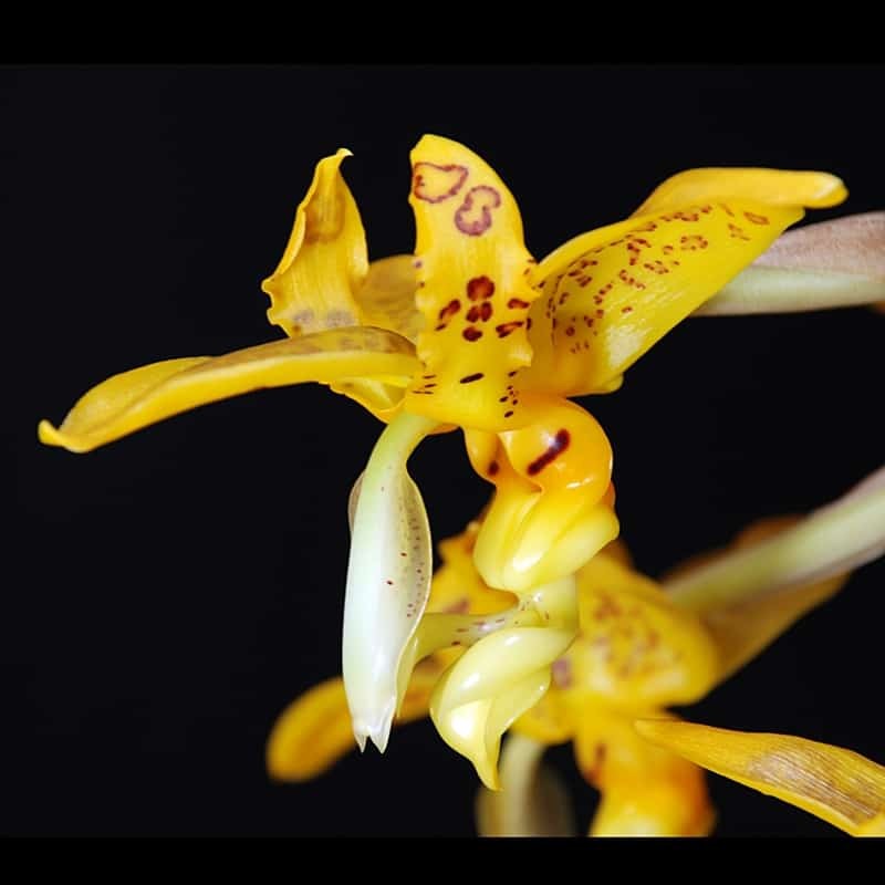 Stanhopea gibbosa