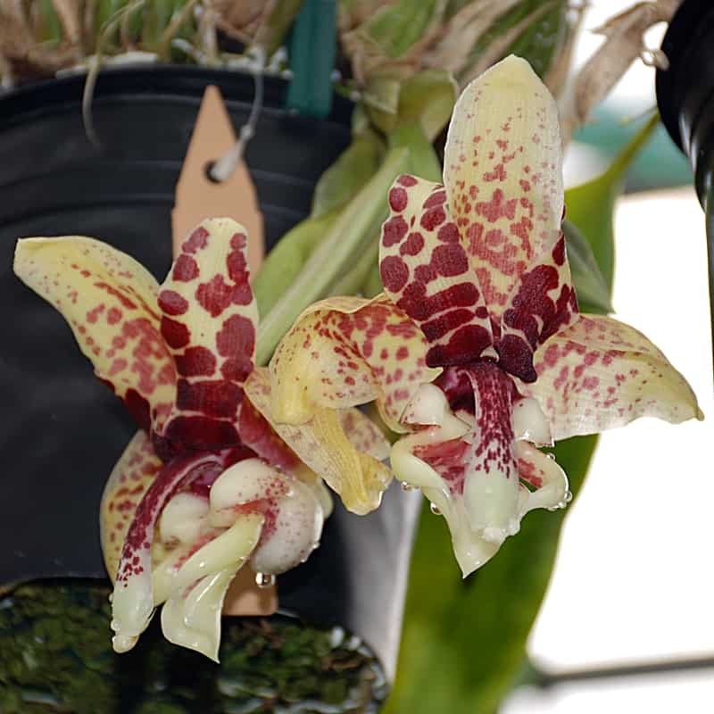 Stanhopea hernandezii