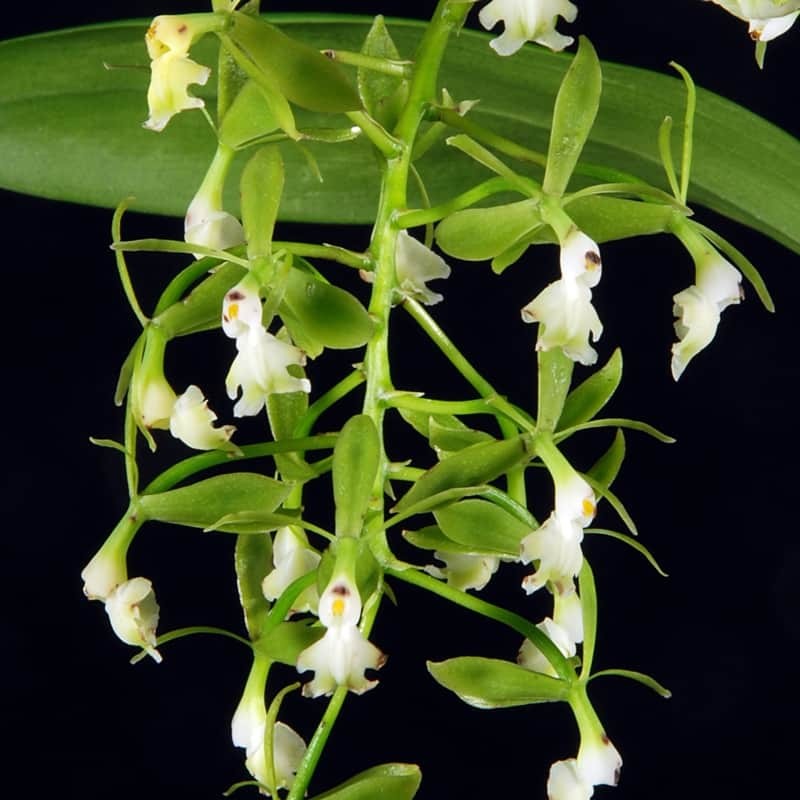 Epidendrum paniculatum