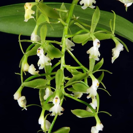 Epidendrum paniculatum