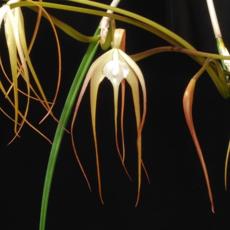 Brassavola Appendiculata (BRS009)