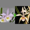 Brassocattleya (Bc. Lilliputian Princess x C. iricolor)