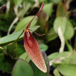 Restrepia species [AO-03934]