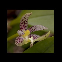 Bulbophyllum baileyi