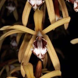 Coelogyne pulverula