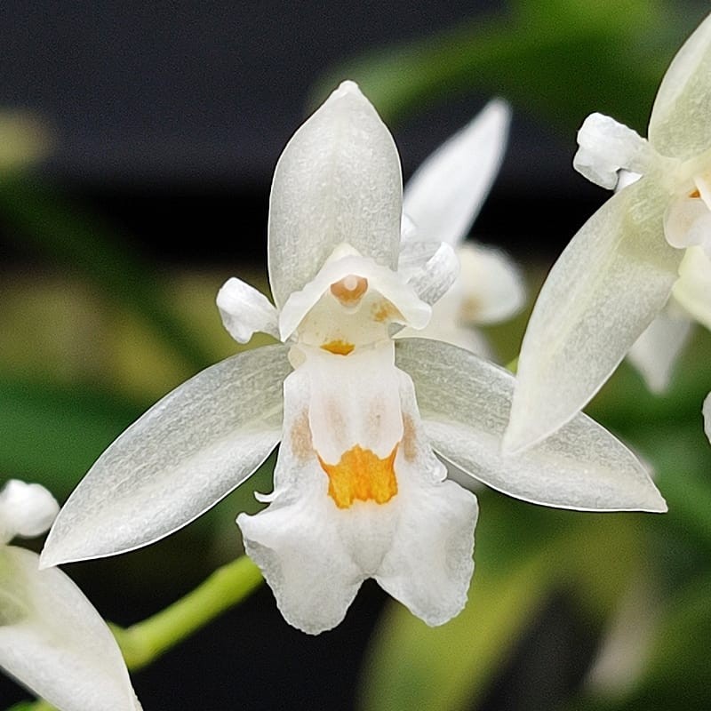 Coelogyne sulphurea