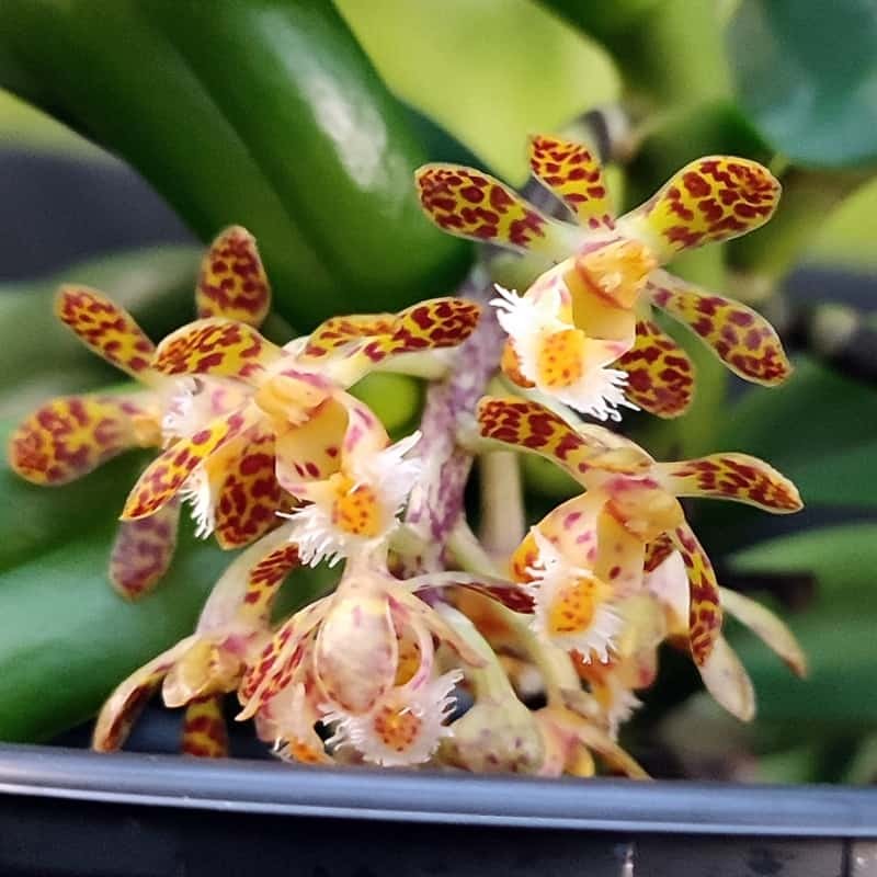 Gastrochilus species