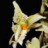 Stanhopea ruckeri