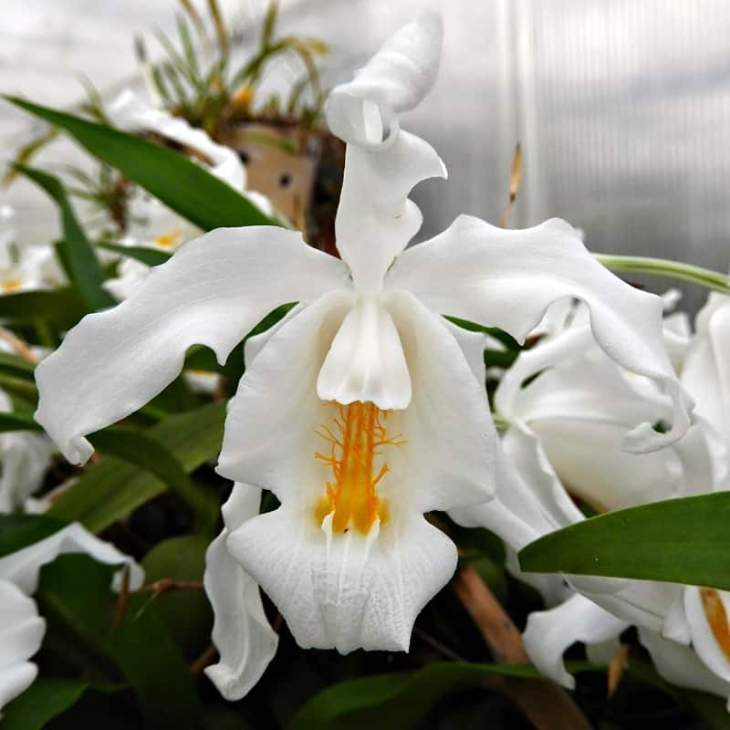 Coelogyne cristata