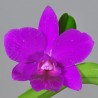 Cattleya Love Castle 'Kurenai'