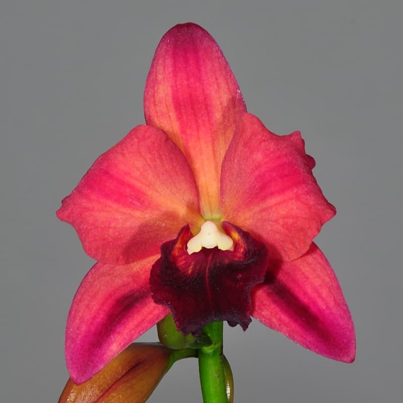 Cattleya Bella del Caribe 'Exotic Ruby'