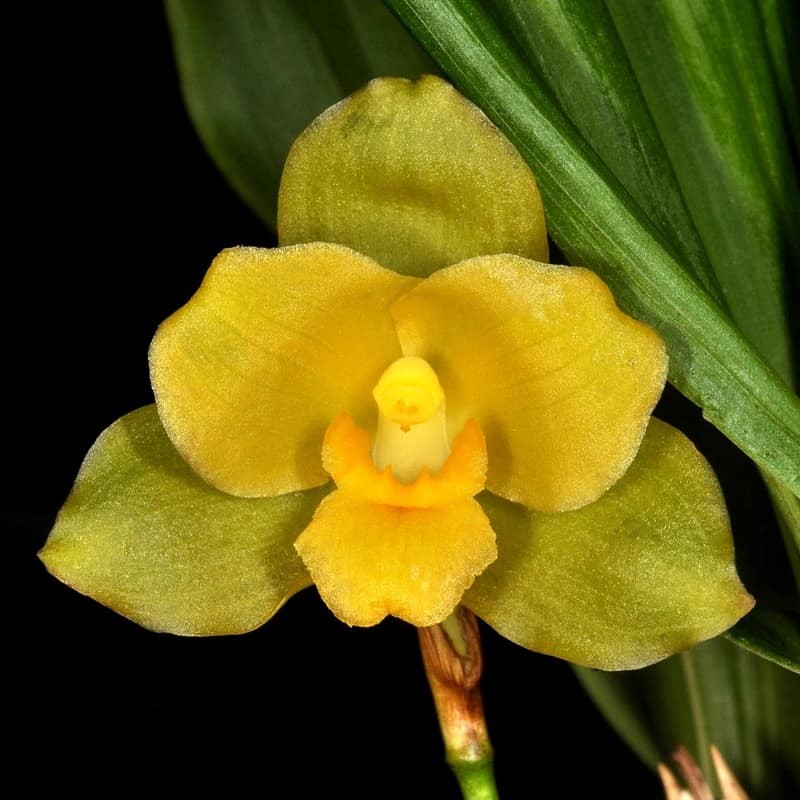 Lycaste campbellii