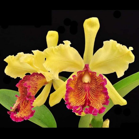 Cattleya dowiana var. aurea