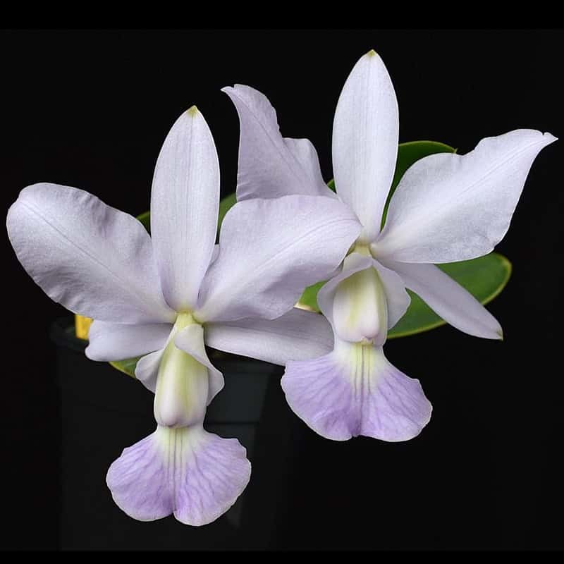 Cattleya walkeriana f. coerulea 'Blue Moon'